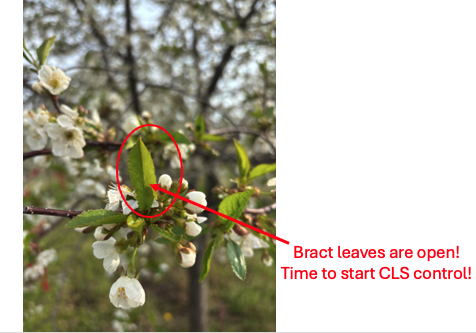 Closeup photo of flowering tree branches with white blossoms and emerging green leaves. A red circle and arrow highlight newly opened bract leaves, with annotation text stating &ldquo;Bract leaves are open! Time to start CLS control!&rdquo; indicating the recommended timing for cherry leaf spot management.